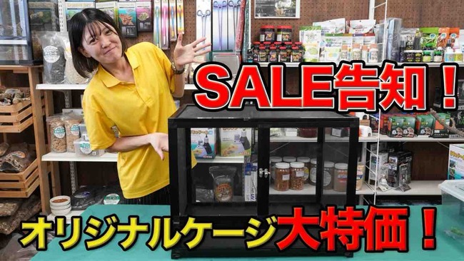 11月用品SALE！】 クリアウィンドウバージョンアップ 特価セール開催