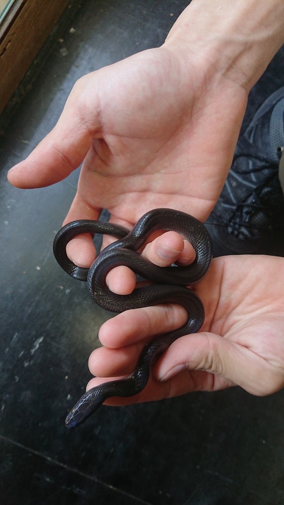 ヘビ新入荷 爬虫類倶楽部大宮店公式ブログ