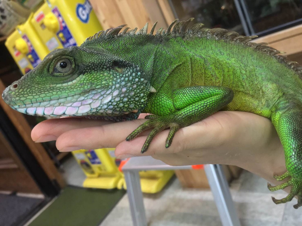 ベトナム便 エジプト便 他 トカゲとカエルとムカデとカメレオンなど 爬虫類倶楽部大宮店公式ブログ ベトナム便 エジプト便 他 トカゲとカエルとムカデとカメレオンなど 爬虫類倶楽部大宮店公式ブログ
