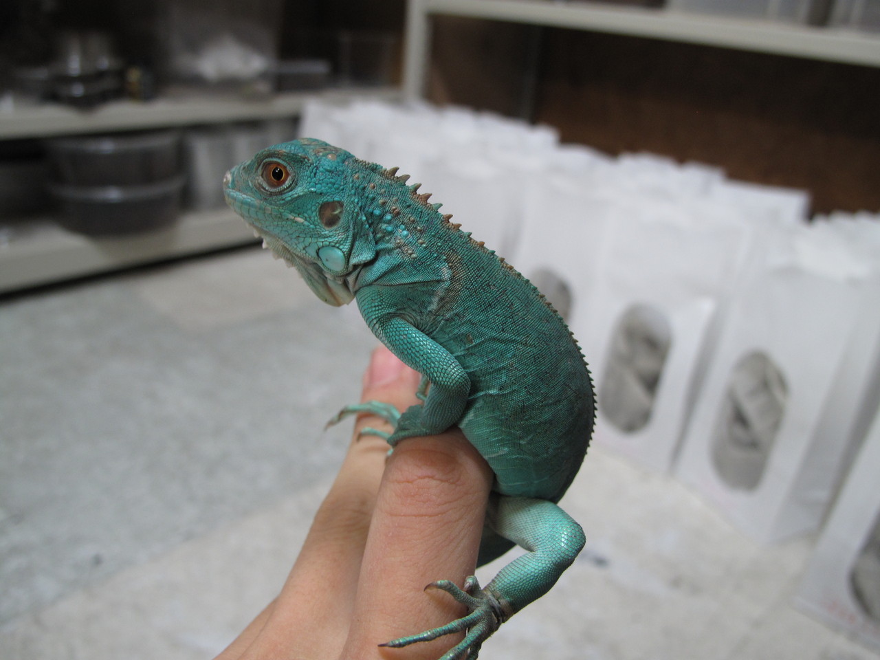 緑と青のトカゲー 爬虫類倶楽部大宮店公式ブログ