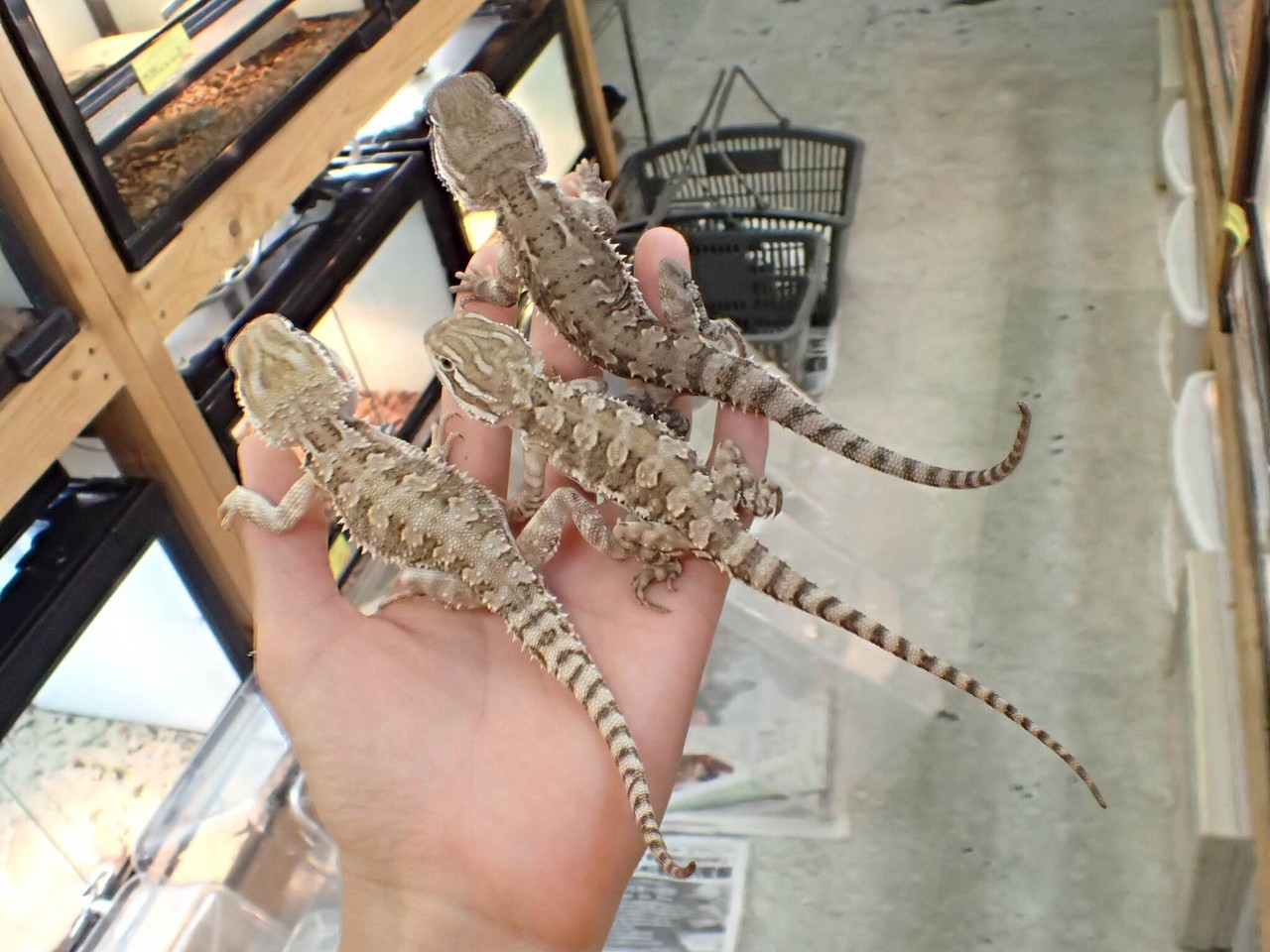 ぶりくら市出展いたします 新入荷のお知らせ 爬虫類倶楽部大宮店公式ブログ