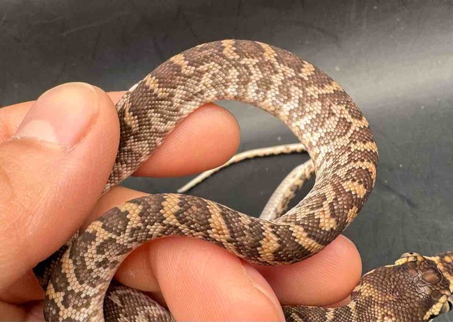 FullSizeRender