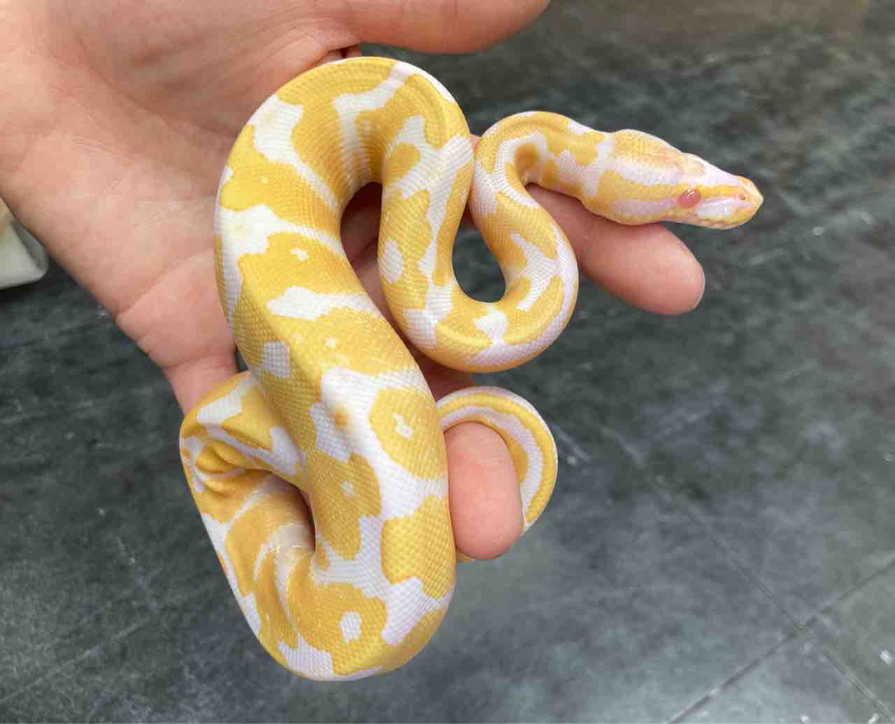 ヘビ 新入荷 ドイツ便 エジプト アフリカ等々いろいろ 爬虫類倶楽部大宮店公式ブログ ヘビ 新入荷 ドイツ便 エジプト アフリカ等々いろいろ 爬虫類倶楽部大宮店公式ブログ