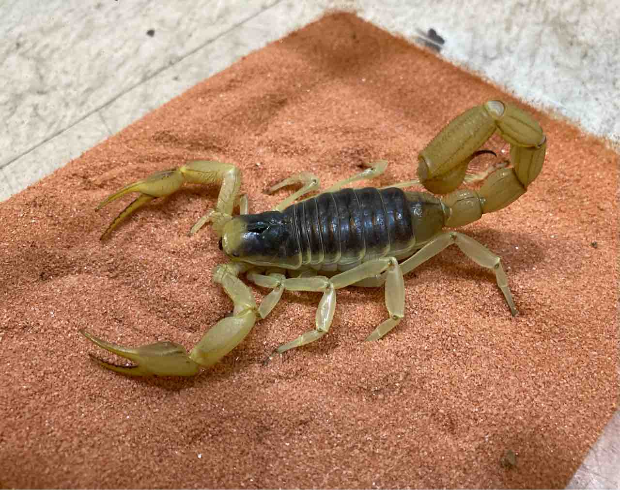 本日営業します 爬虫類倶楽部大宮店公式ブログ 本日営業します 爬虫類倶楽部大宮店公式ブログ