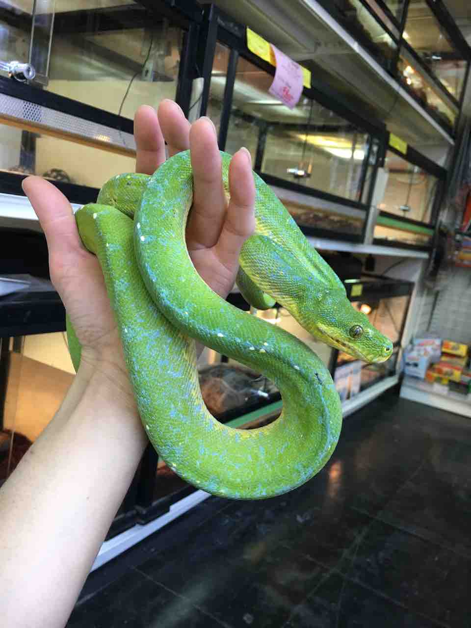 ヘビ 新入荷 ブラックブラッドやアマゾンツリーなど 爬虫類倶楽部大宮店公式ブログ