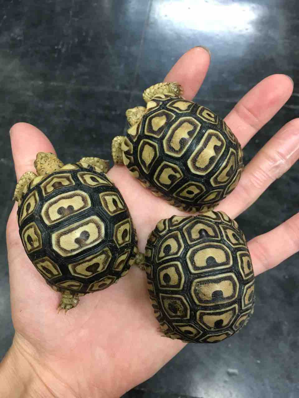 カメ新入荷 大人気のヘルマンやベビーヒョウモンなど 爬虫類倶楽部大宮店公式ブログ