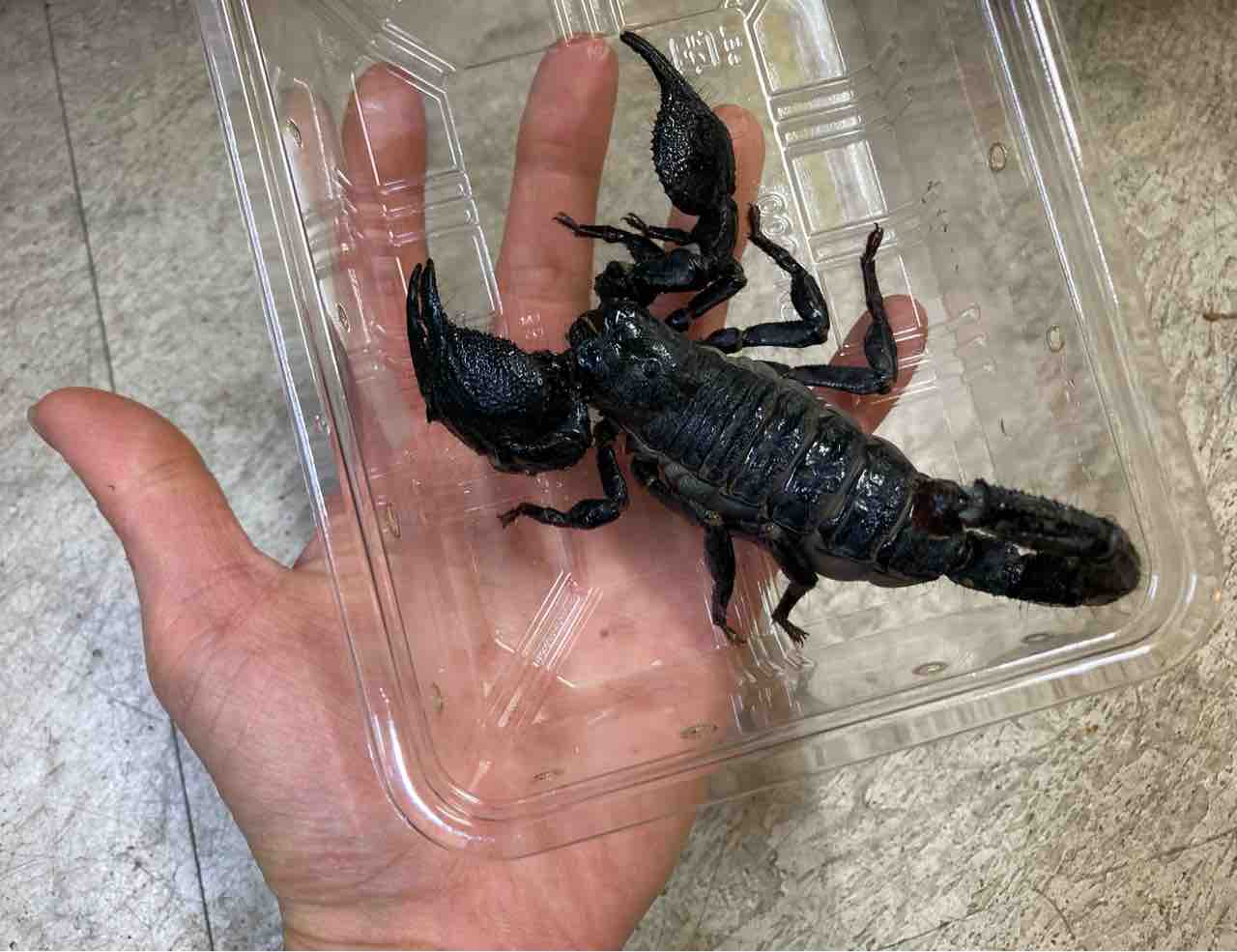 ヘビ カメ ムシ カニ 新入荷 爬虫類倶楽部大宮店公式ブログ