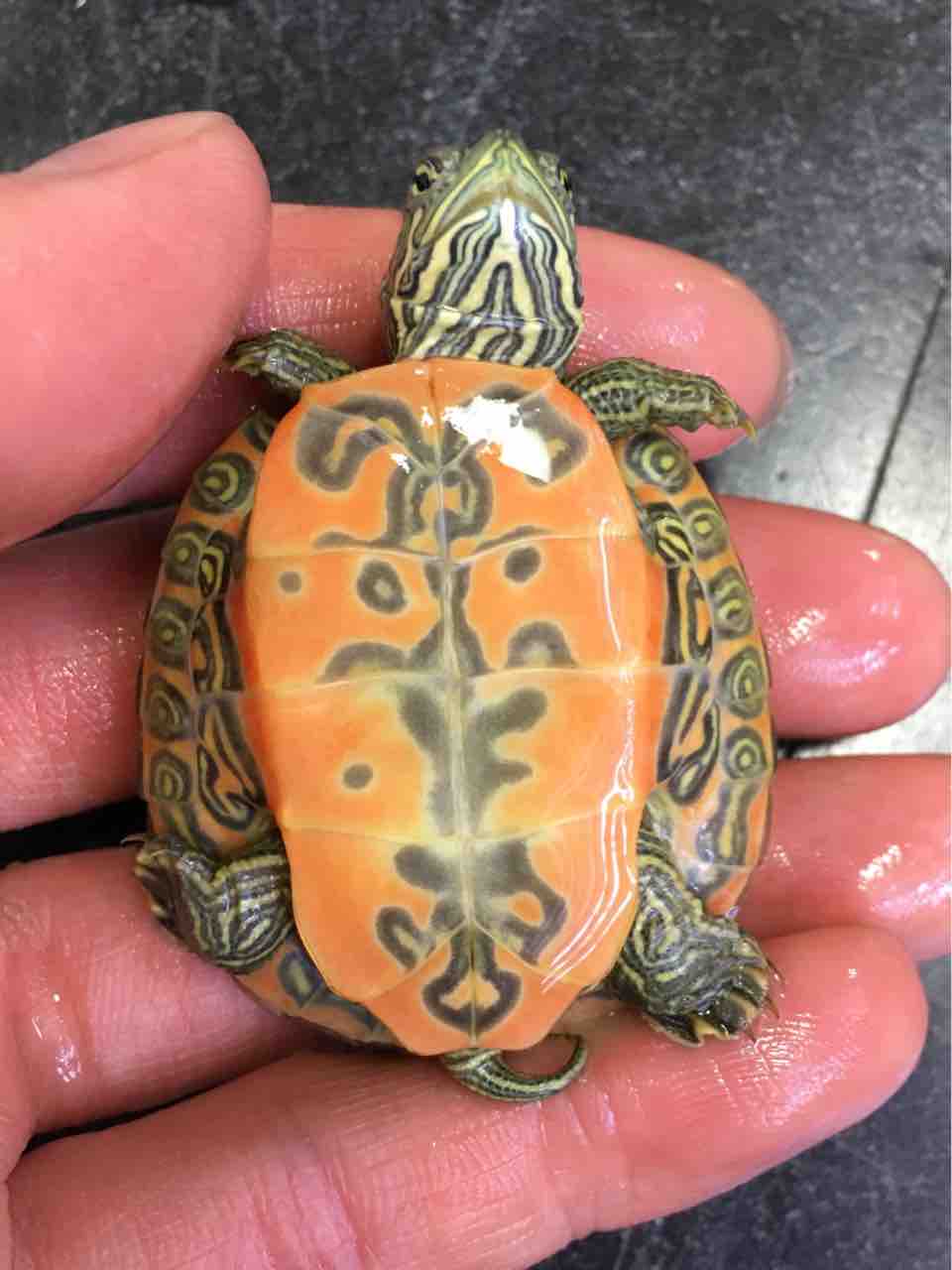 カメ 新入荷 アカハラガメが揃いました 爬虫類倶楽部大宮店公式ブログ