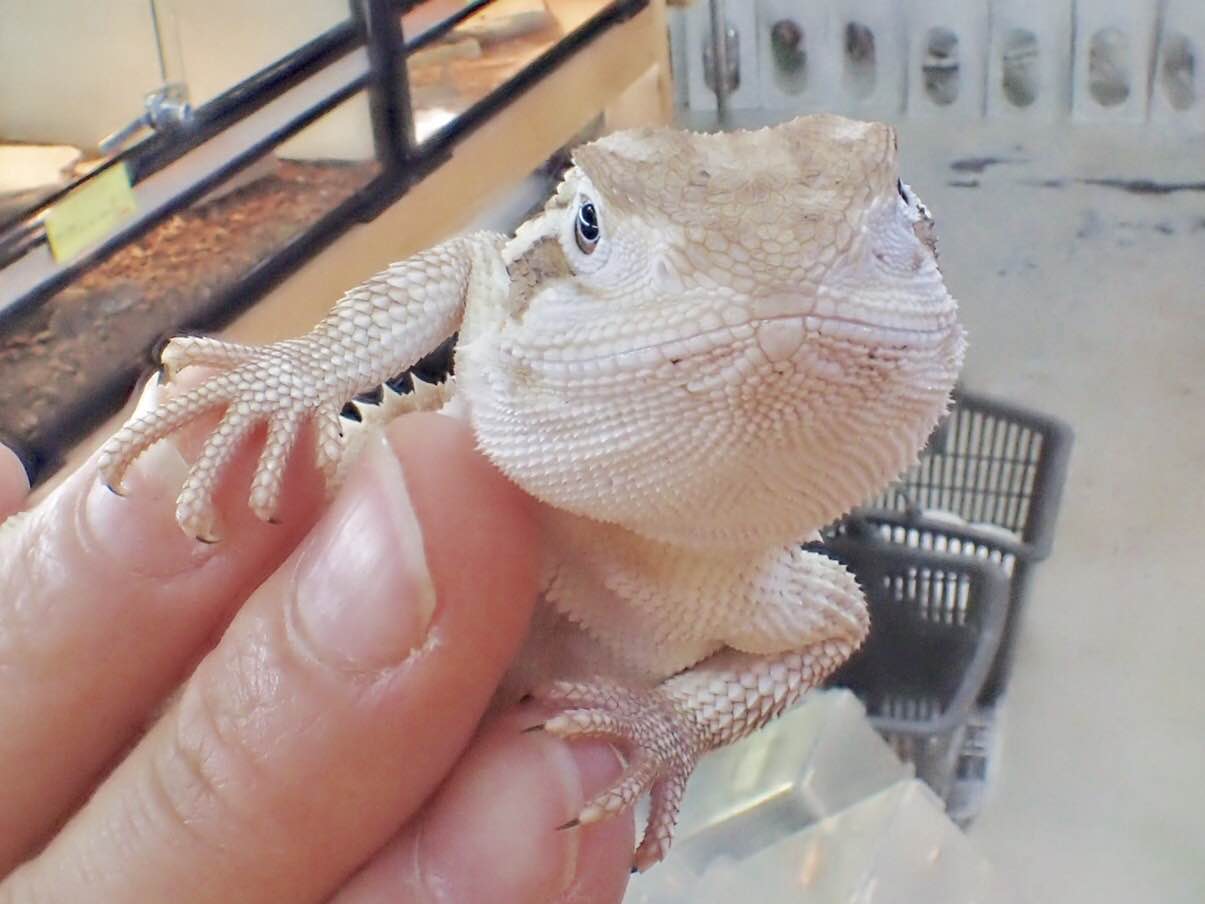 ぶりくら市出展いたします 新入荷のお知らせ 爬虫類倶楽部大宮店公式ブログ
