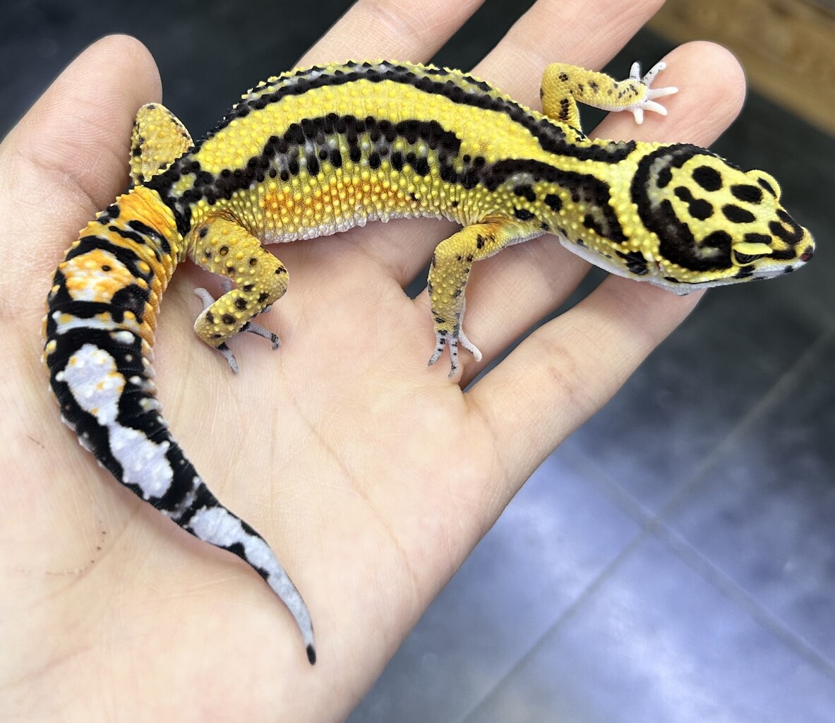 レオパとヤモリ新入荷！！ : 爬虫類倶楽部大宮店公式ブログ