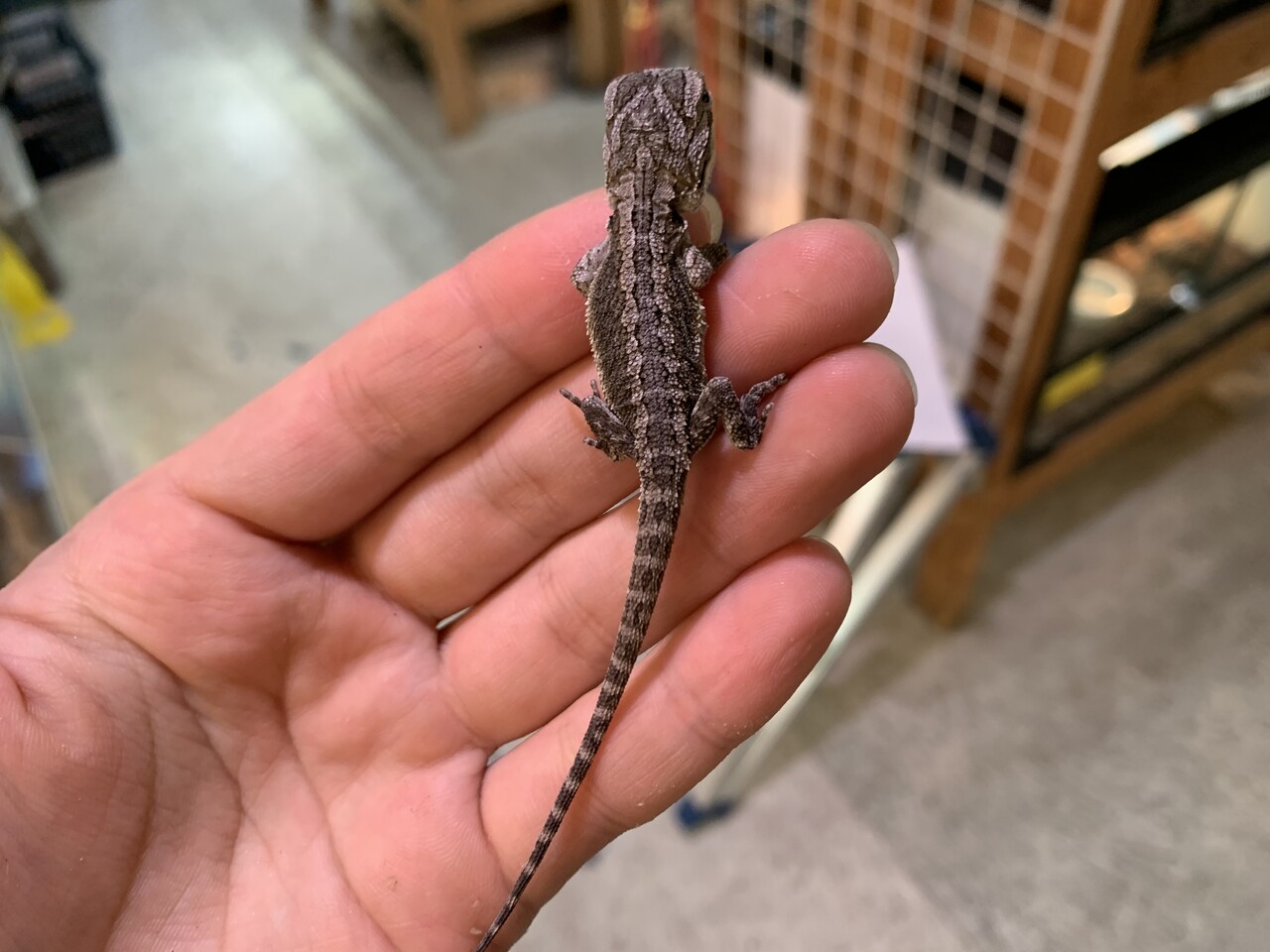 トカゲ新入荷 イワトカゲ モニターなど 爬虫類倶楽部大宮店公式ブログ トカゲ新入荷 イワトカゲ モニターなど 爬虫類倶楽部大宮店公式ブログ