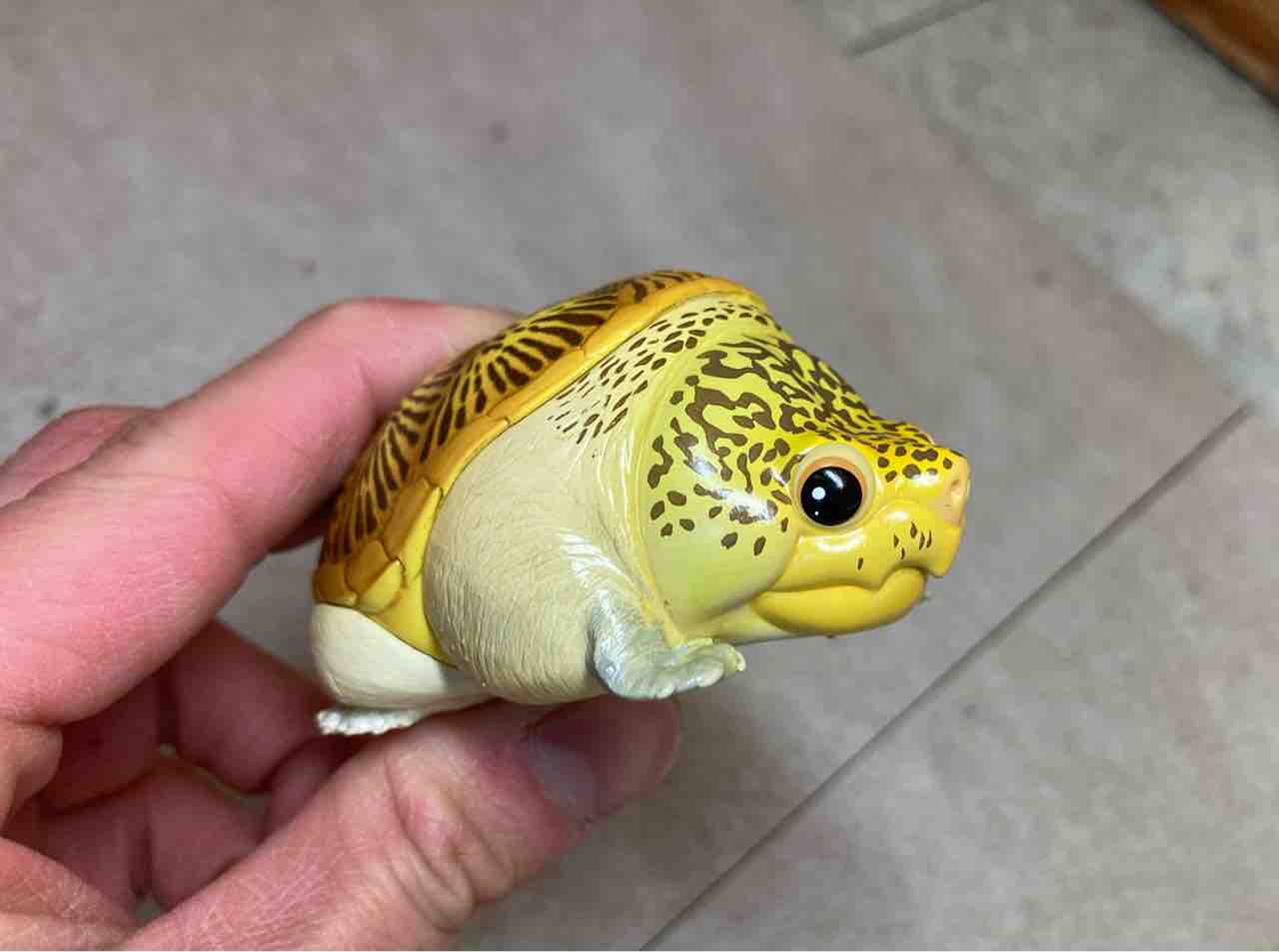 動物の惑星はじめました！ : 爬虫類倶楽部大宮店公式ブログ