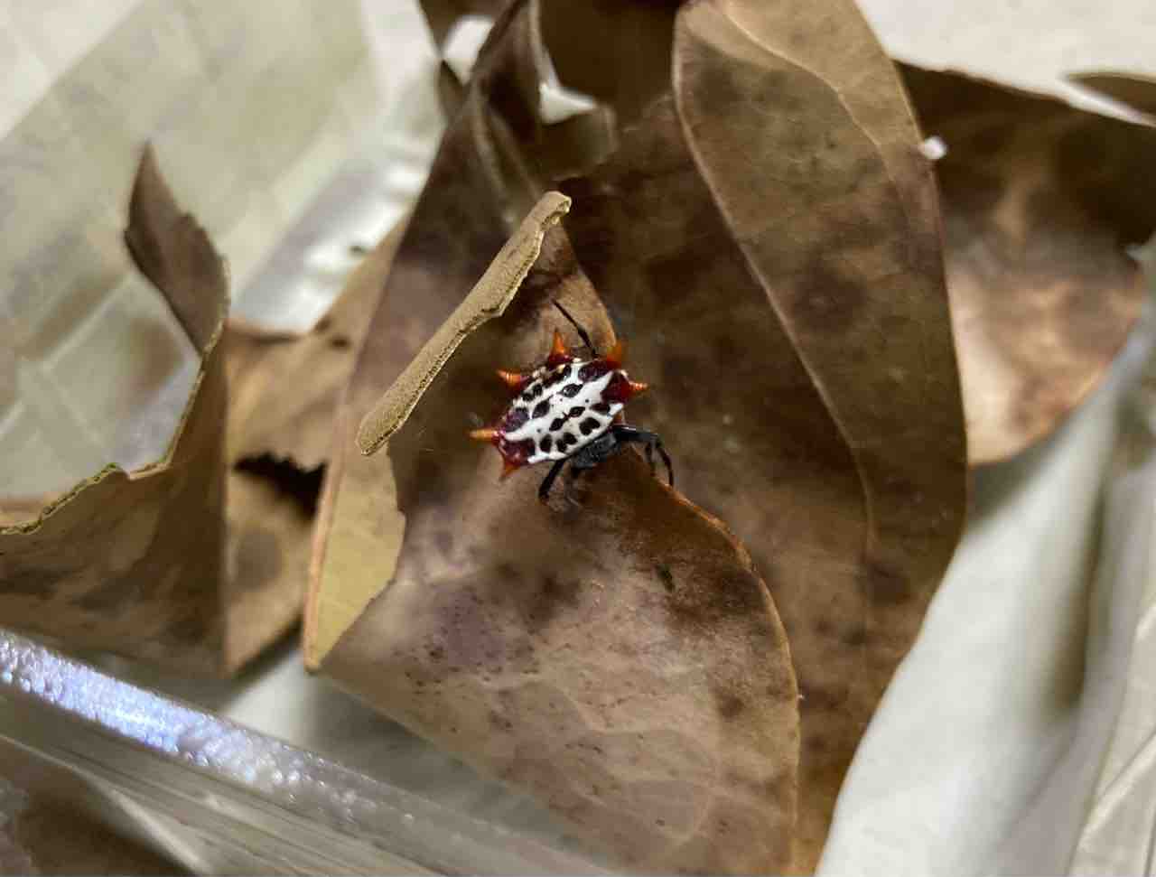 蟲 新入荷 ドイツcbタランチュラや珍蜘蛛など 爬虫類倶楽部大宮店公式ブログ