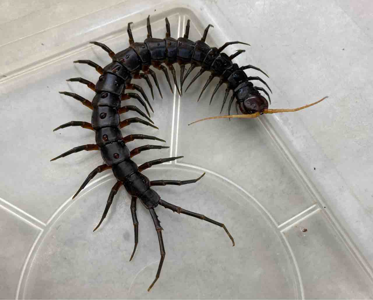 蟲 新入荷 遅ればせながら入荷の漆黒ムカデ 飼い込みサイズのペルビアンなど色々 爬虫類倶楽部大宮店公式ブログ