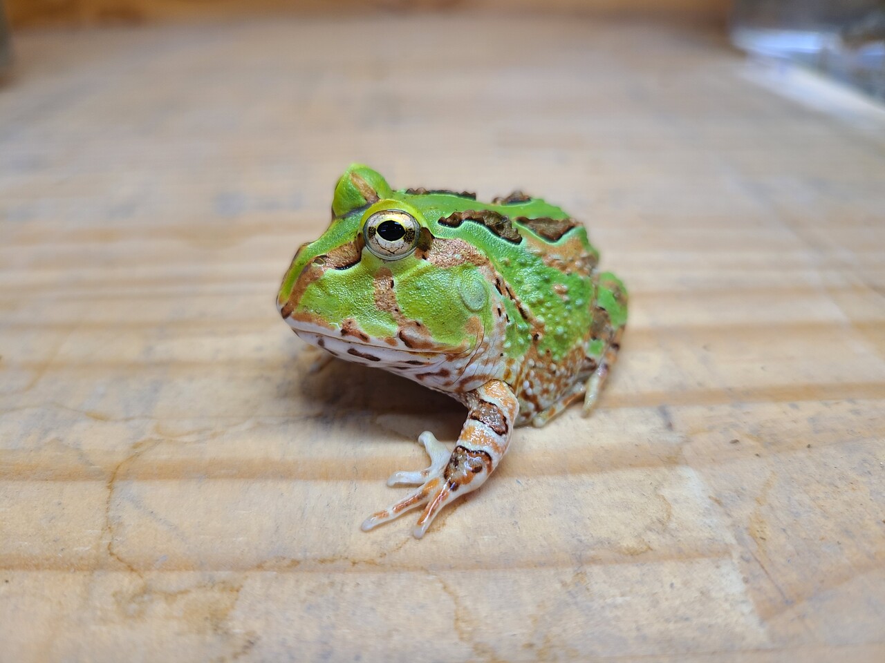 両生類新入荷！ホオコケ！ : 爬虫類倶楽部大宮店公式ブログ