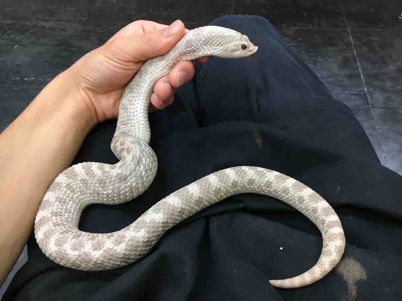 ヘビ 新入荷 と大きめシシバナの在庫紹介 爬虫類倶楽部大宮店公式ブログ