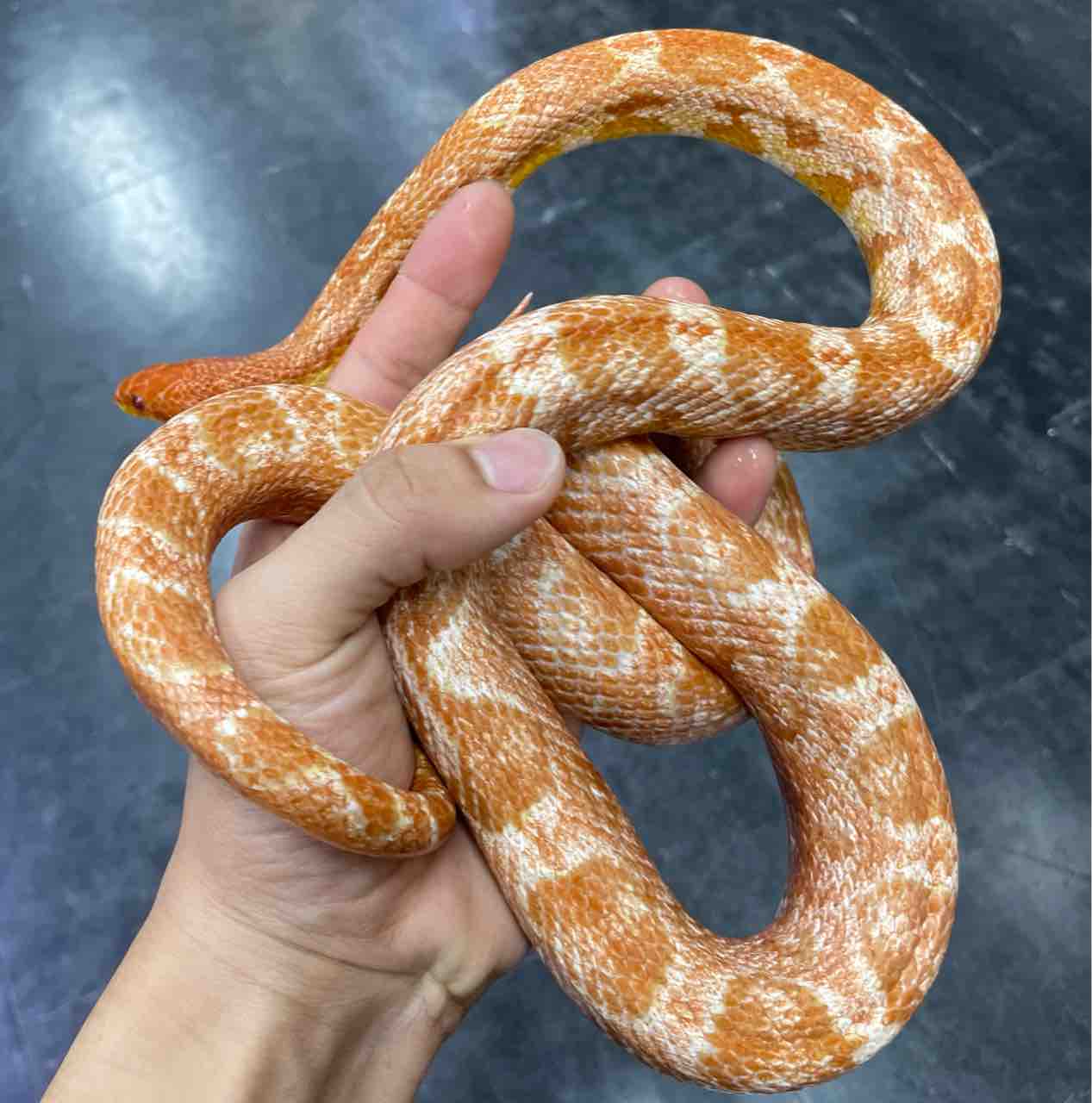 一挙大公開！？コーンスネーク編 : 爬虫類倶楽部大宮店公式ブログ