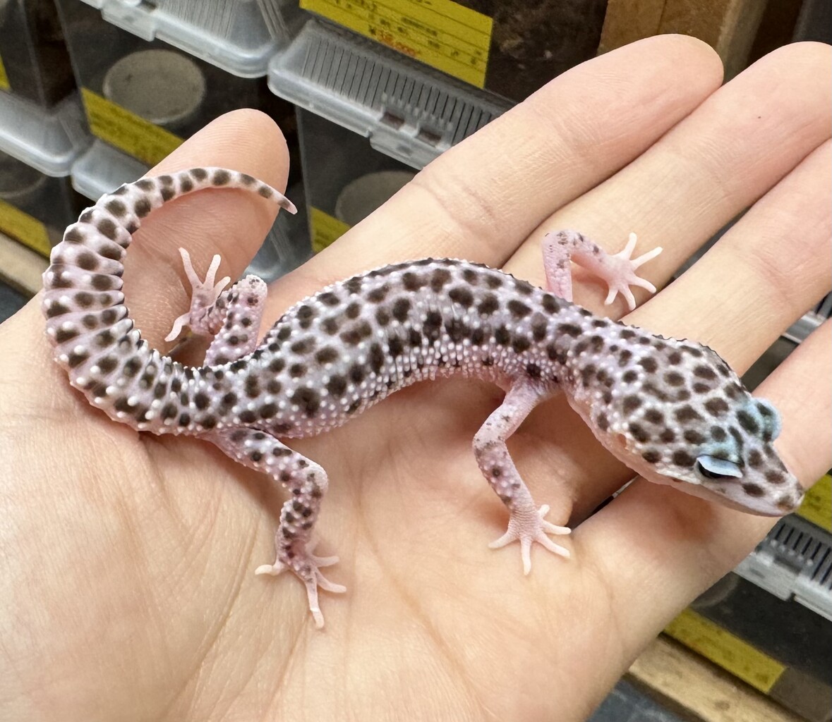 ヤモリシンチャクサウルス！！ : 爬虫類倶楽部大宮店公式ブログ