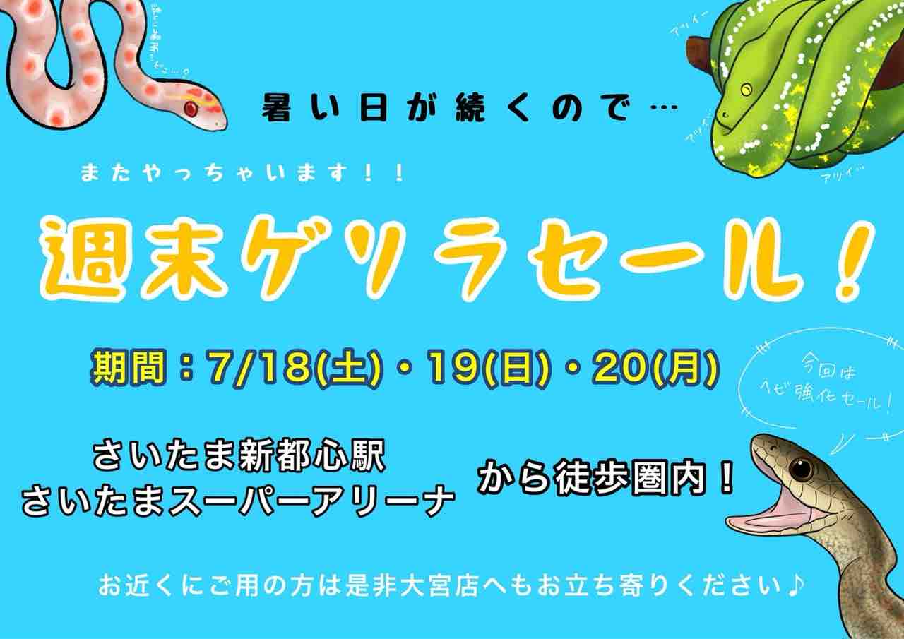✨ありあ✨3日間限定❇ゲリラSale開催様 リクエスト 6点 まとめ商品 7月18日（土）～20日（月祝）またまた！？ゲリラセール開催！ : 爬虫類