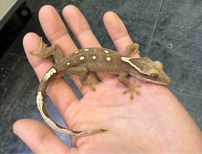 FullSizeRender