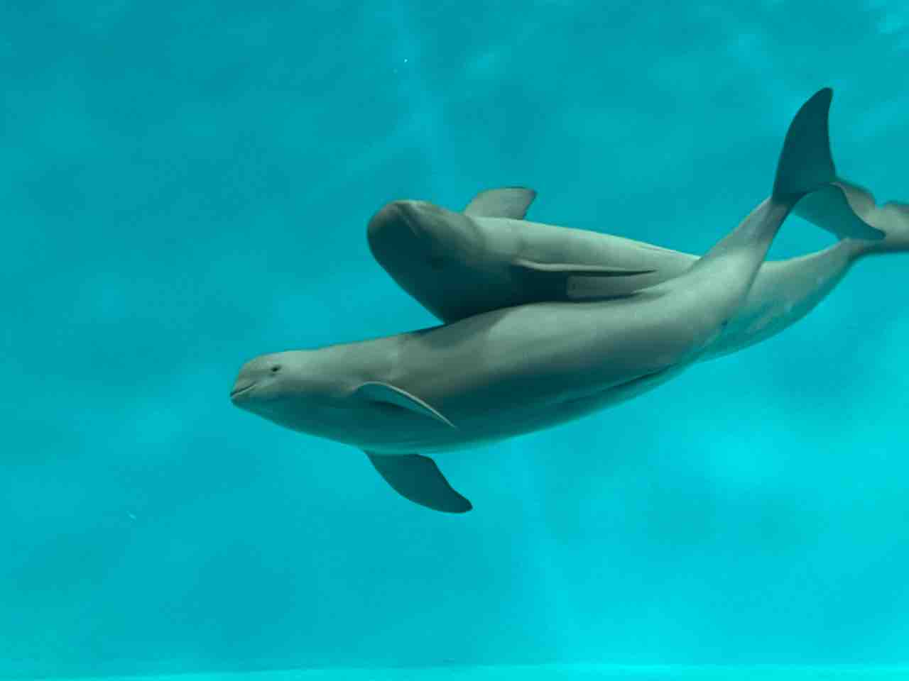 本館 トカゲ＆両生類新着！ : 爬虫類倶楽部大宮店公式ブログ