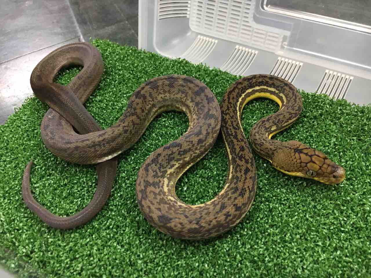 ヘビ新入荷 チモールにズグロ アルバなども 爬虫類倶楽部大宮店公式ブログ ヘビ新入荷 チモールにズグロ アルバなども 爬虫類倶楽部大宮店公式ブログ