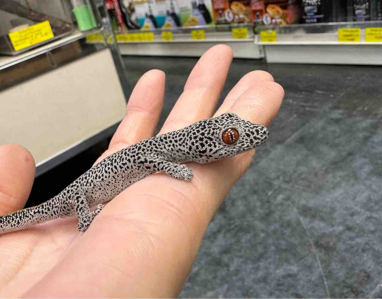 ヤモリ新入荷！ 少数精鋭、内容濃密！ : 爬虫類倶楽部大宮店公式ブログ