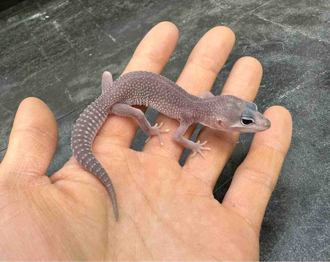 FullSizeRender