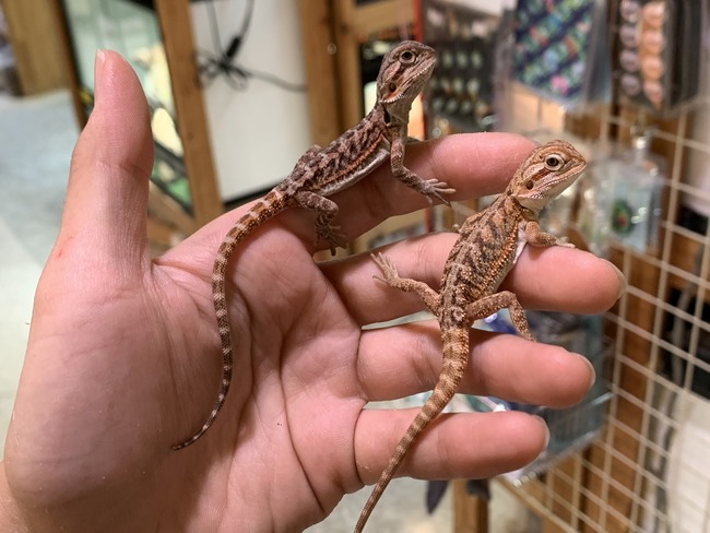 ABF1DC44-EC84-42CB-8059-6FFAA0157849