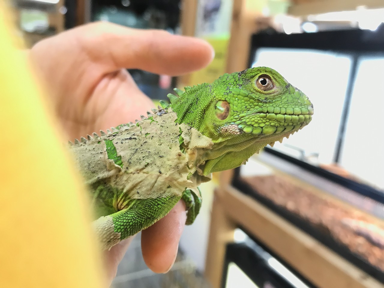 カリブ島イグアナ新入荷 ヤドクガエル なども来てます 爬虫類倶楽部大宮店公式ブログ