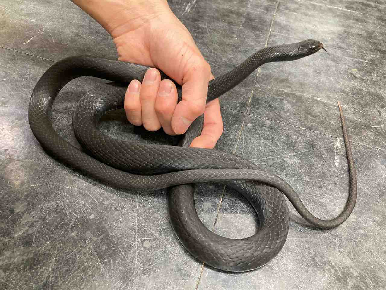 ヘビ カメ 新入荷 ネシア便 アメリカ便など 爬虫類倶楽部大宮店公式ブログ