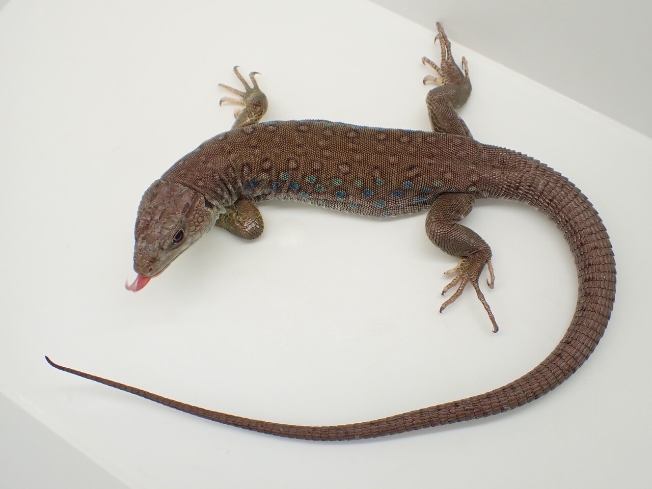 トカゲ8月の目玉生体！！！ : 爬虫類倶楽部大宮店公式ブログ
