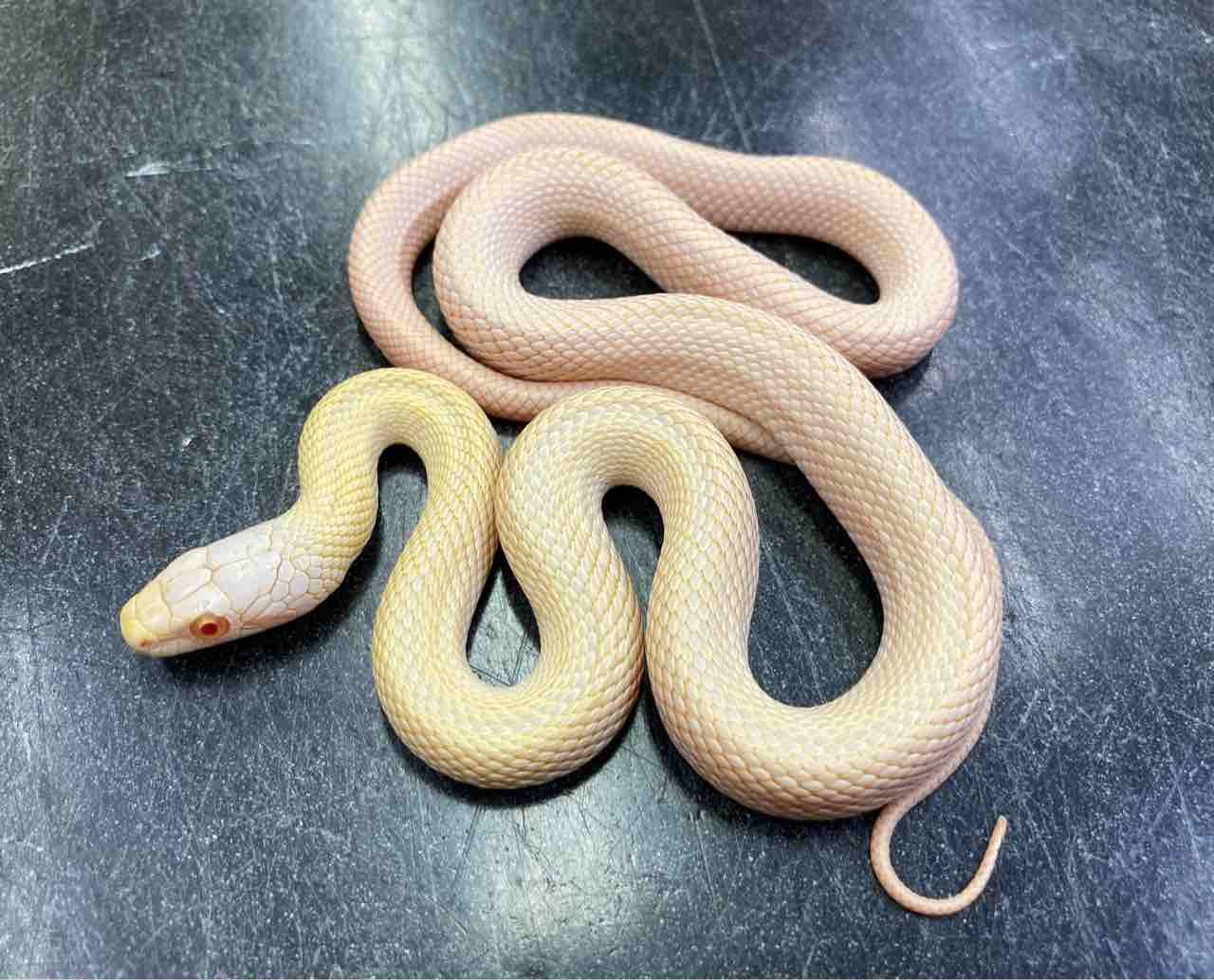 ヘビ カメ 新入荷 貴重な国内cb 南米便等どっさりと 爬虫類倶楽部大宮店公式ブログ