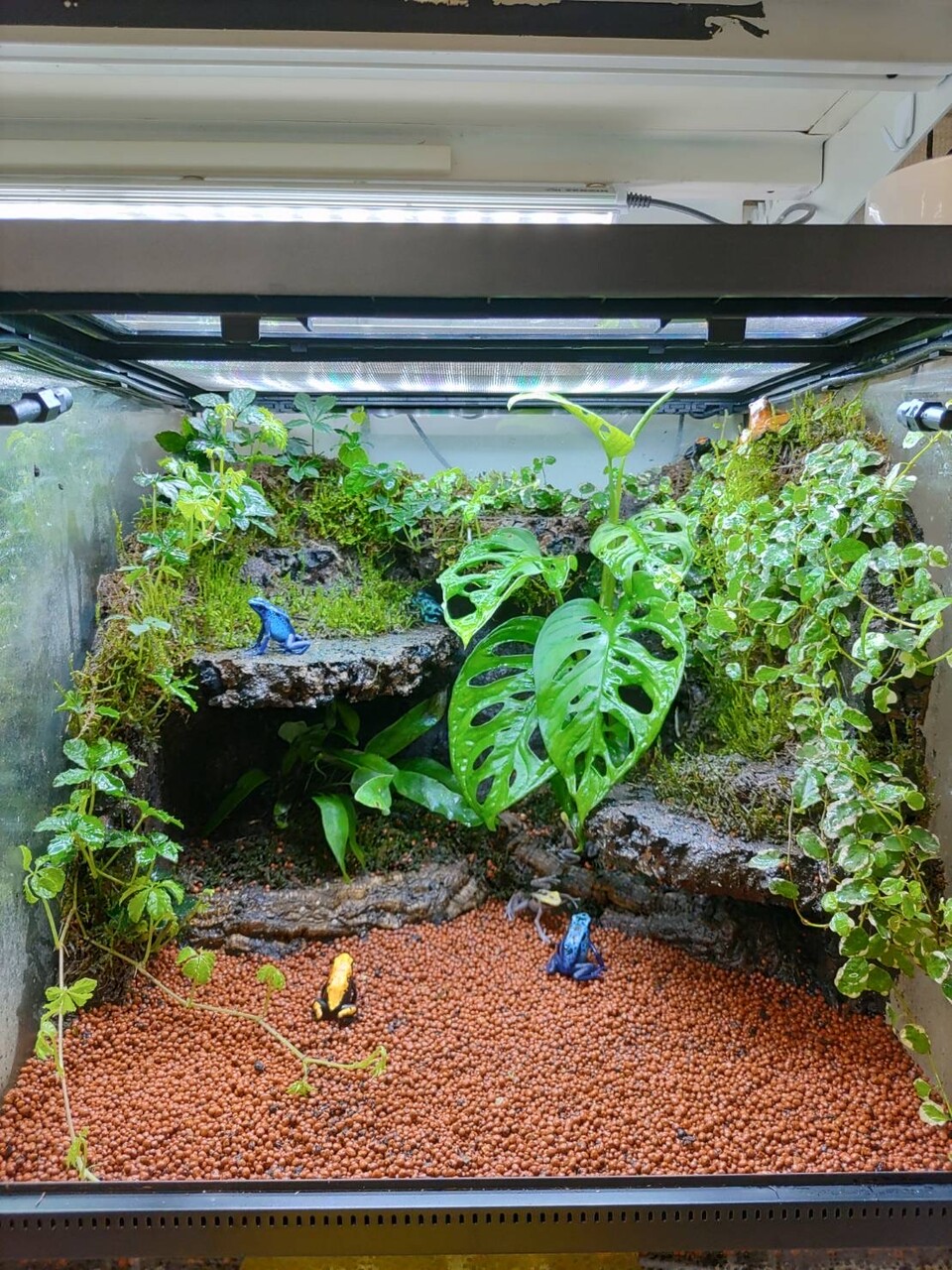 流木 コルク 大型 爬虫類 両生類 飼育 レイアウト 観賞用 流木 大型