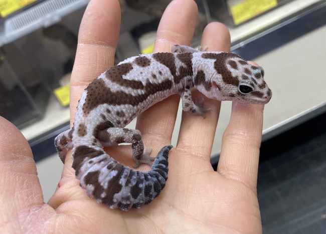 1A649EC7-451E-474E-B135-627E0C682C7C