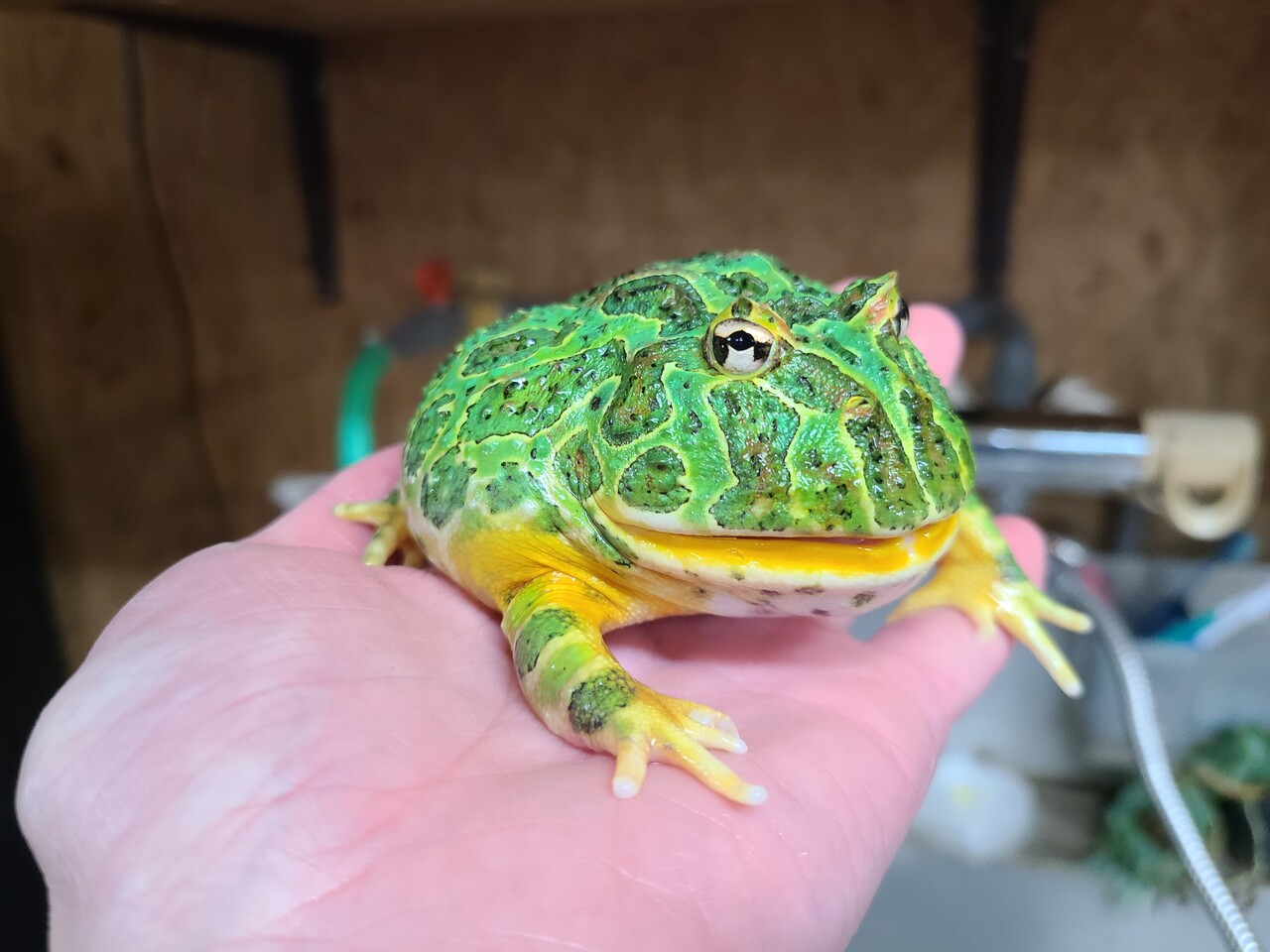 両生類在庫紹介 ツノガエル A編 爬虫類倶楽部大宮店公式ブログ