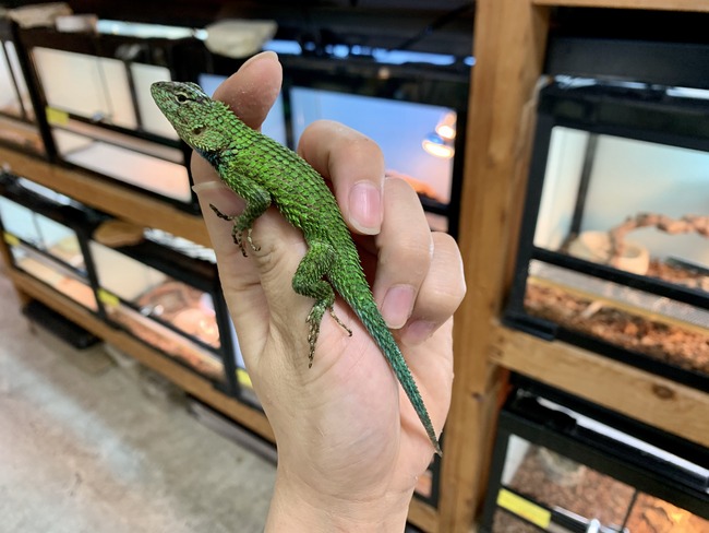 トカゲ・両生類新入荷! : 爬虫類倶楽部大宮店公式ブログ トカゲ・両生類新入荷! : 爬虫類倶楽部大宮店公式ブログ
