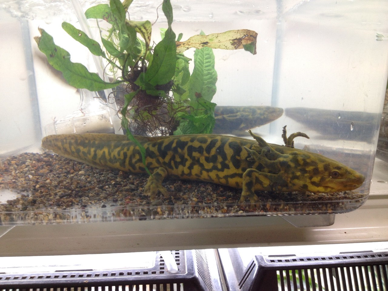 タイガーサラマンダーなど両生類色々きました 爬虫類倶楽部大宮店公式ブログ タイガーサラマンダーなど両生類色々きました 爬虫類倶楽部大宮店公式ブログ