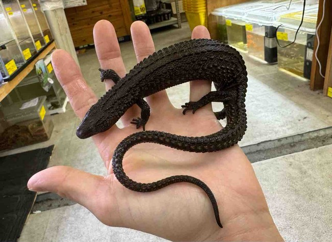 FullSizeRender