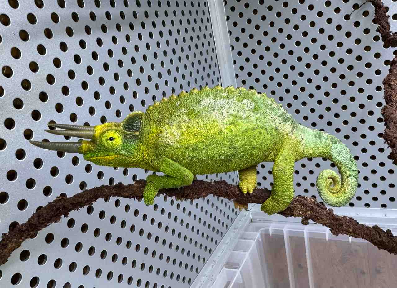 表館（カメレオン・トカゲ・両生類）新着！ジャクソンやみんな大好き