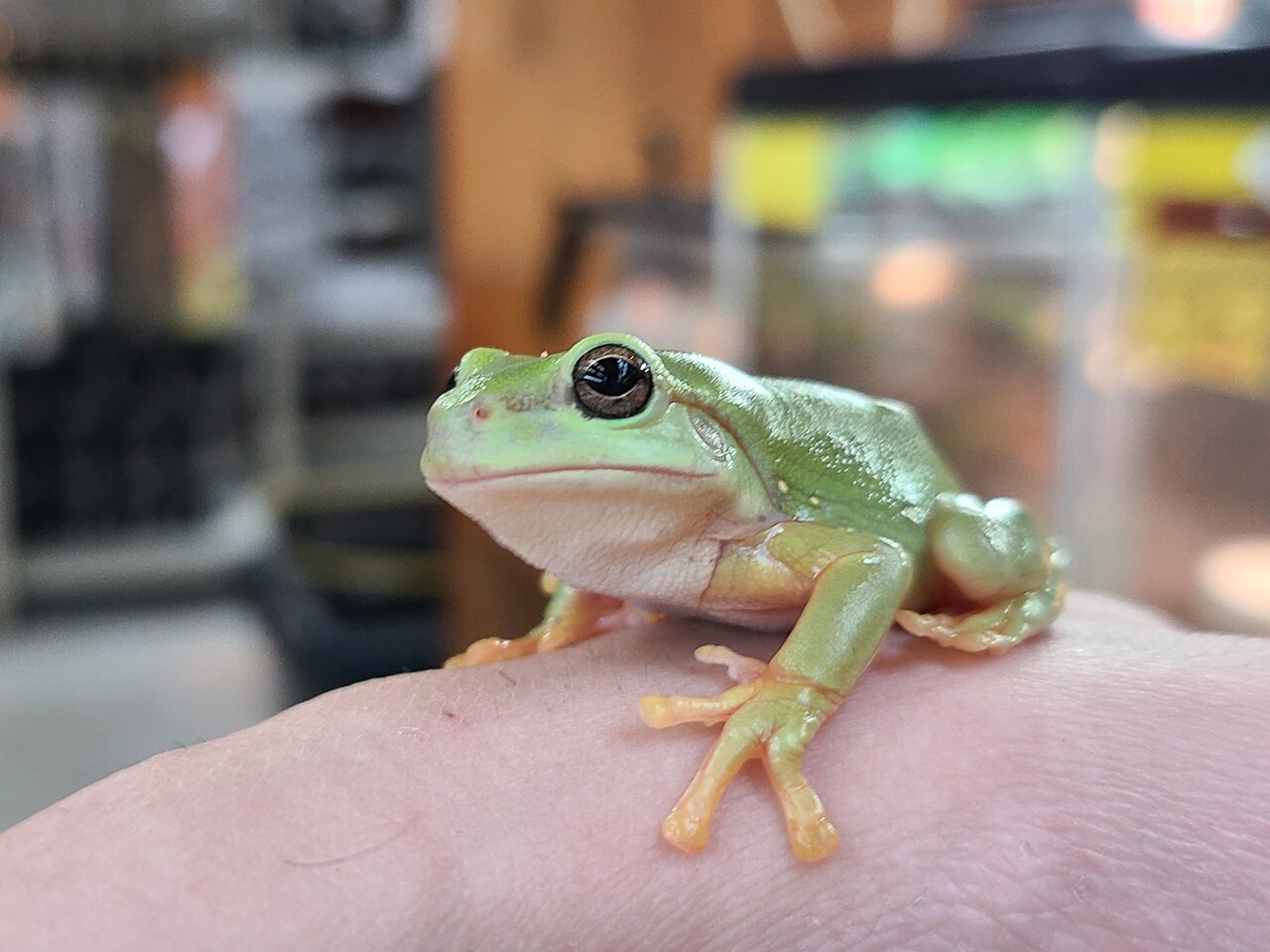 両生類 カメレオン新入荷 マグニフィセント イエアメ ヤドク アルプスミヤマ エボシ 爬虫類倶楽部大宮店公式ブログ