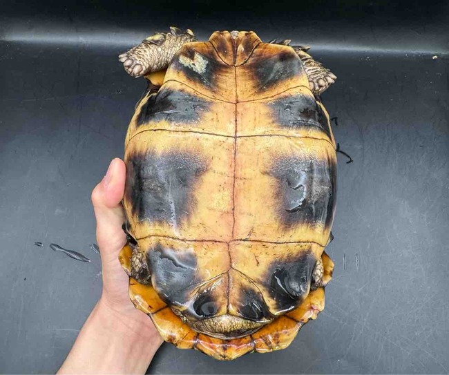 FullSizeRender
