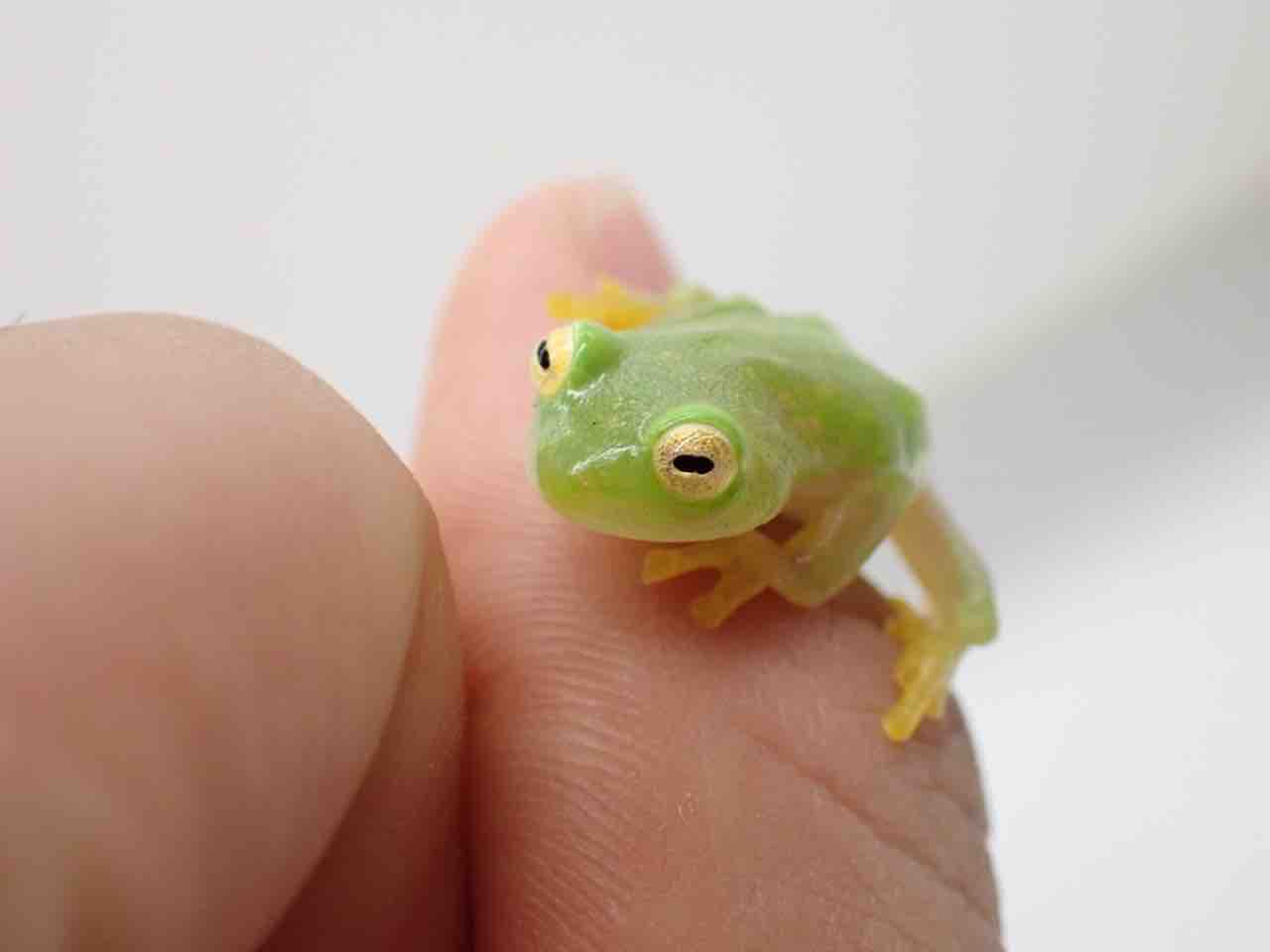 カエル新着‼️激アツ入荷きた🔥🔥 : 爬虫類倶楽部大宮店公式ブログ