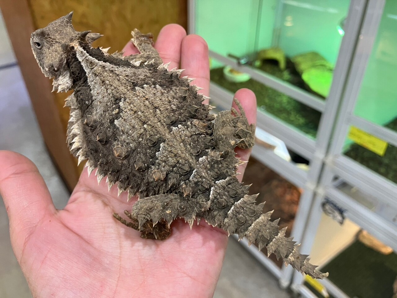 トカゲ年末セールオススメ生体‼️ : 爬虫類倶楽部大宮店公式ブログ