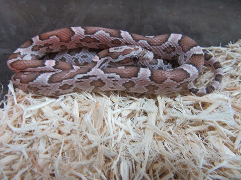 コーンスネーク新入荷 爬虫類倶楽部大宮店公式ブログ