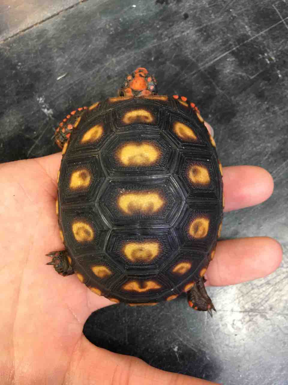 カメ 新入荷！セスジニシキガメ！ : 爬虫類倶楽部大宮店公式ブログ