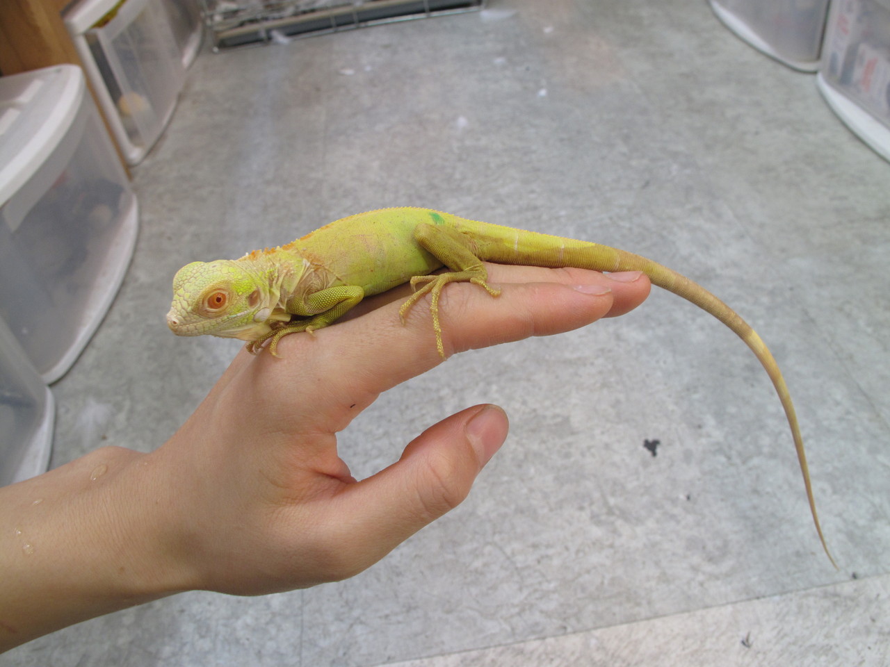 イグアナ編 ぴーちゃんブログ 爬虫類倶楽部大宮店公式ブログ