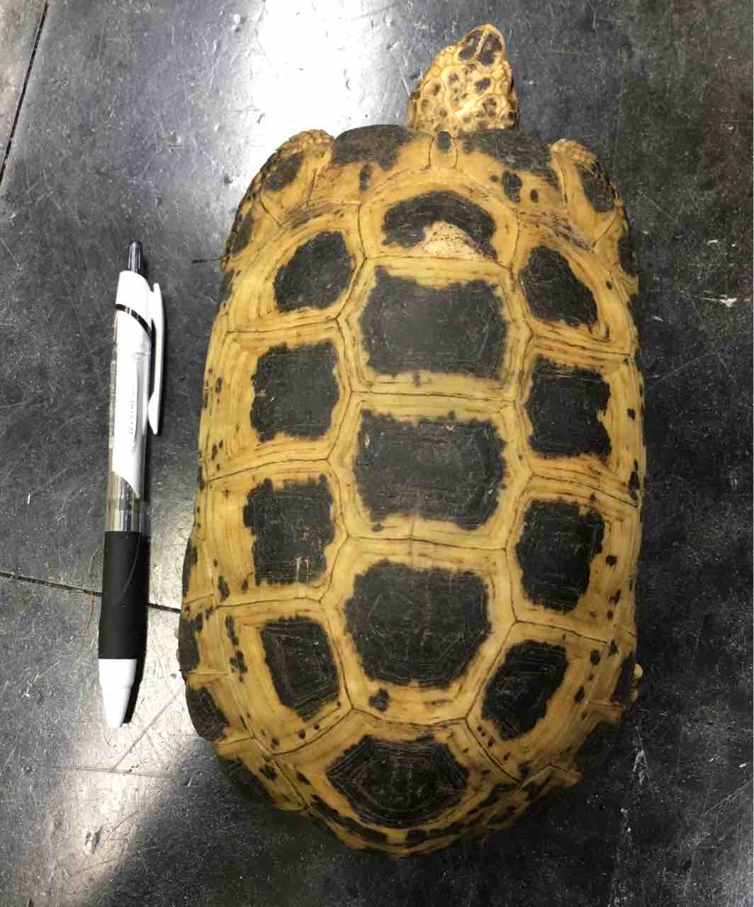 カメ 新入荷 立派 セレベスリクガメなど色々 爬虫類倶楽部大宮店公式ブログ カメ 新入荷 立派 セレベスリクガメなど色々 爬虫類倶楽部大宮店公式ブログ