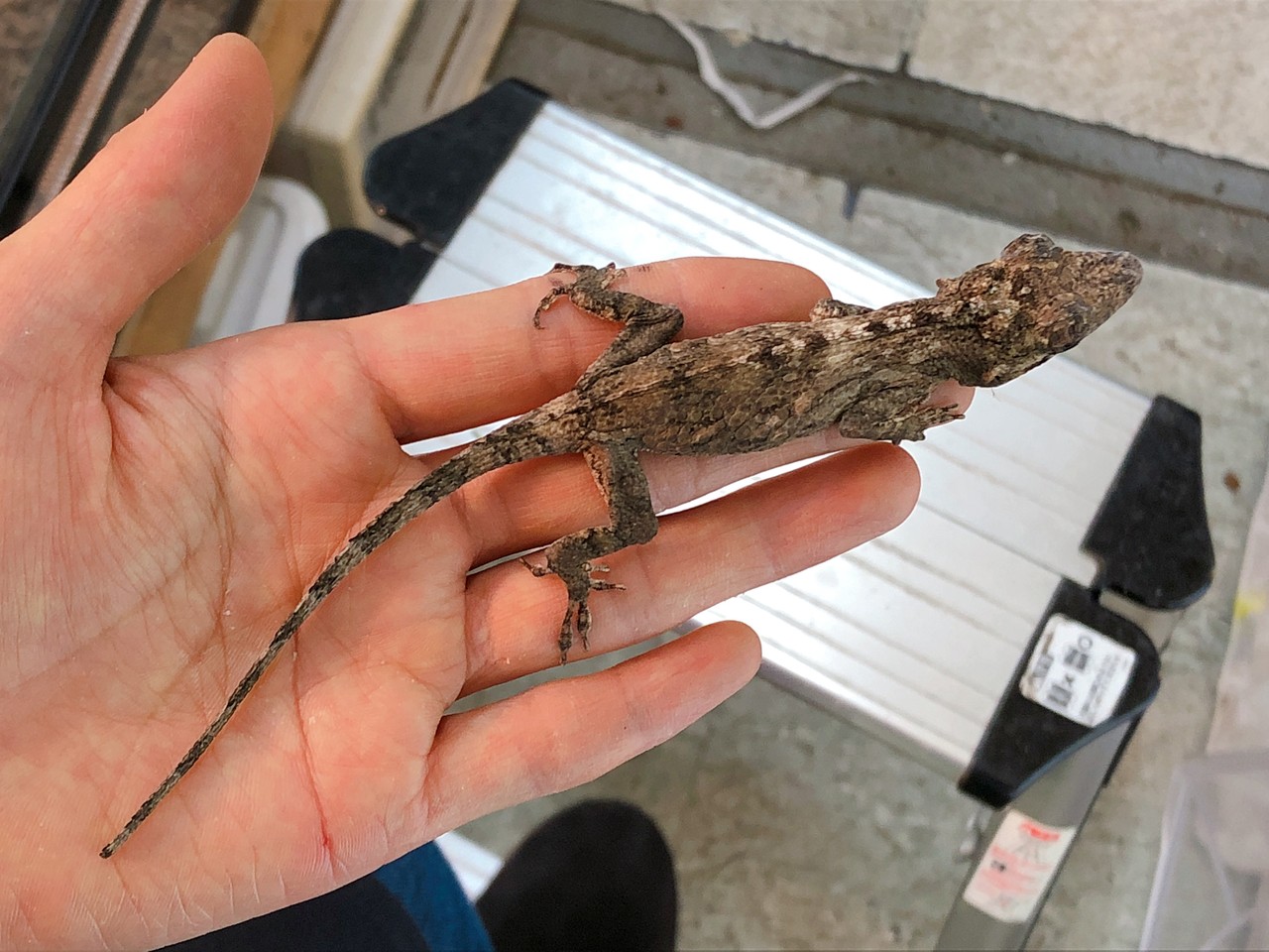 トカゲ エスカンブレイ ホズマー ドイツ便 以外もある 爬虫類倶楽部大宮店公式ブログ トカゲ エスカンブレイ ホズマー ドイツ便 以外もある 爬虫類倶楽部大宮店公式ブログ