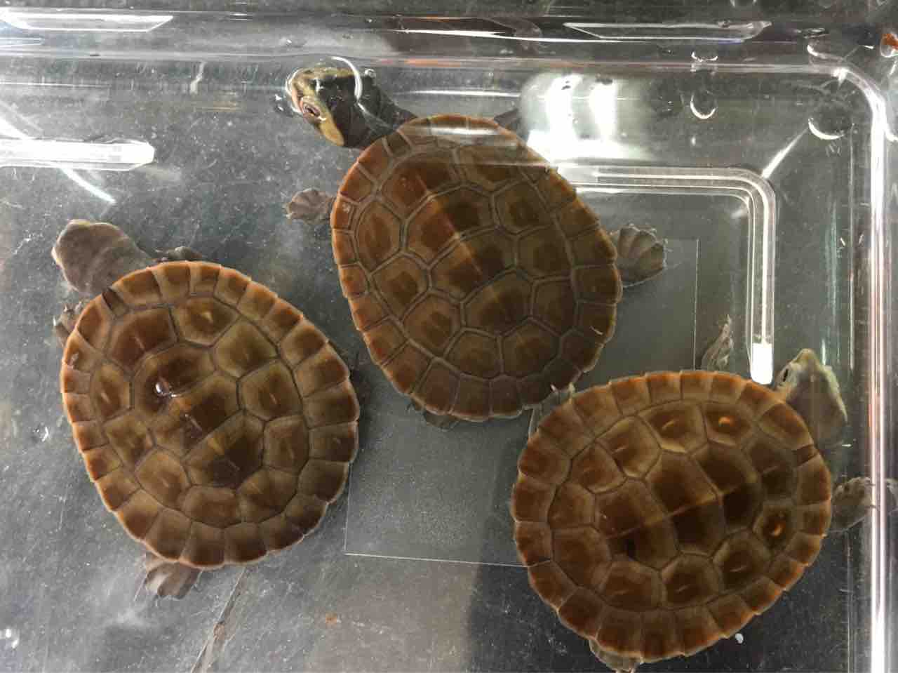 【カメ】 カメ元気 カメの底砂 2.5kg | ジェックス株式会社